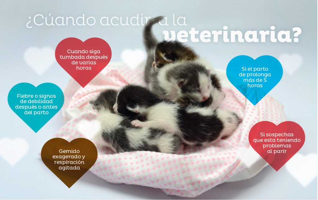 cómo-sé-que-mi-gata-va-a-parir-acudir-al-veterinario
