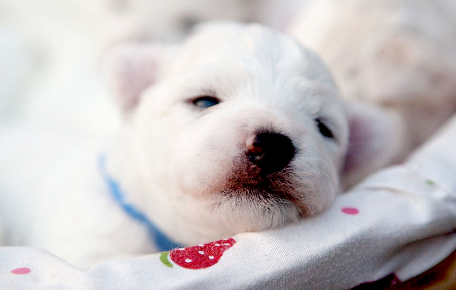 La apariencia del perro puede inspirarnos para ponerle un nombre chulo