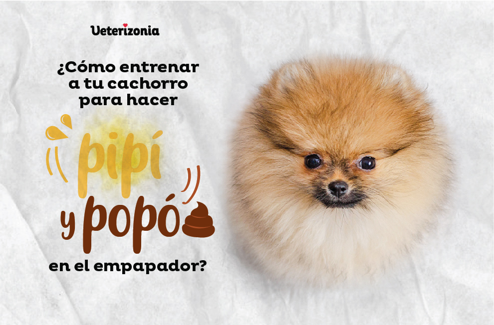 Enseñar a cachorro hacer PIS Empapador