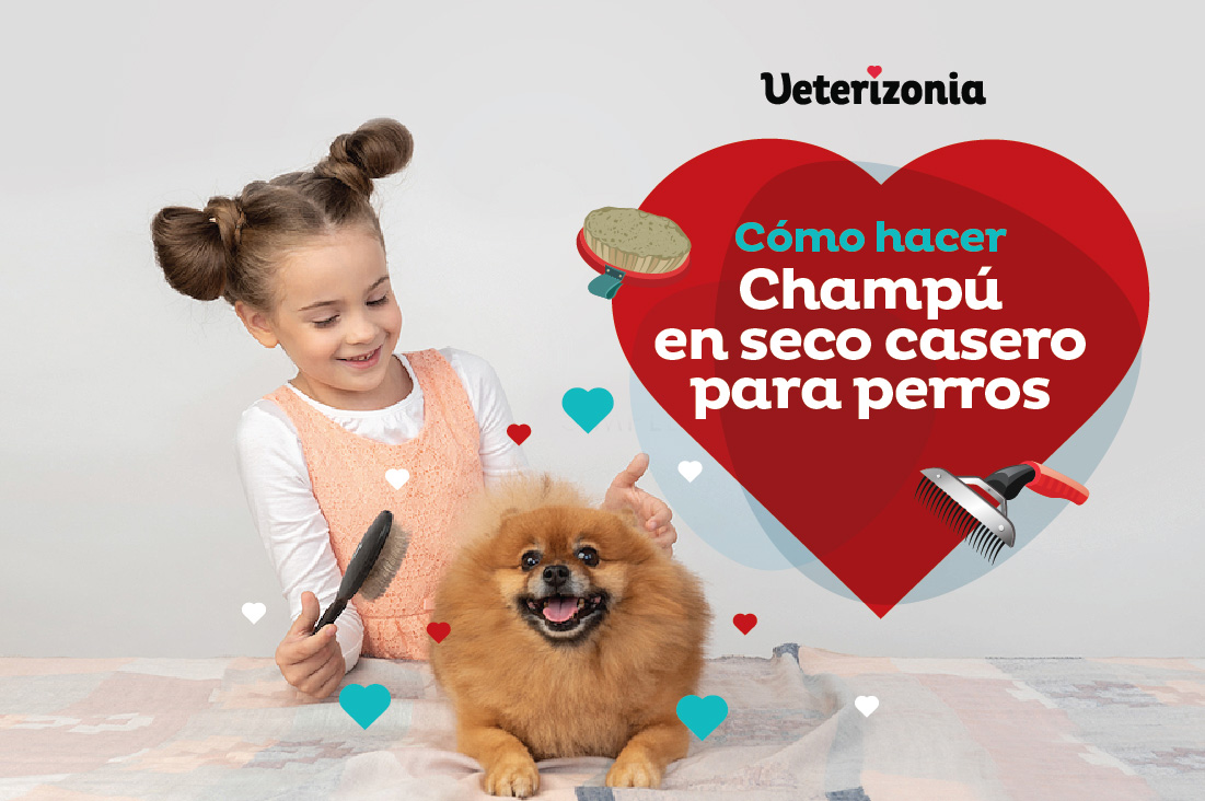 Champú seco para perros