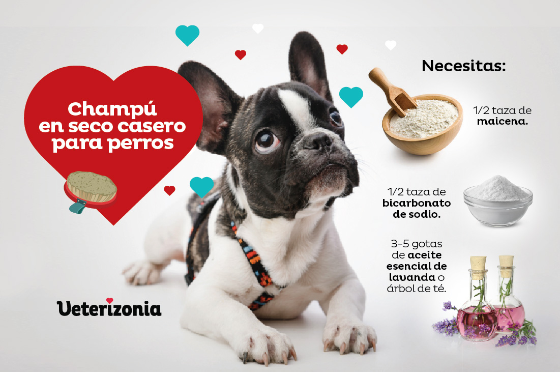 Champú seco para perros ingredientes Champú seco para perros ingredientes