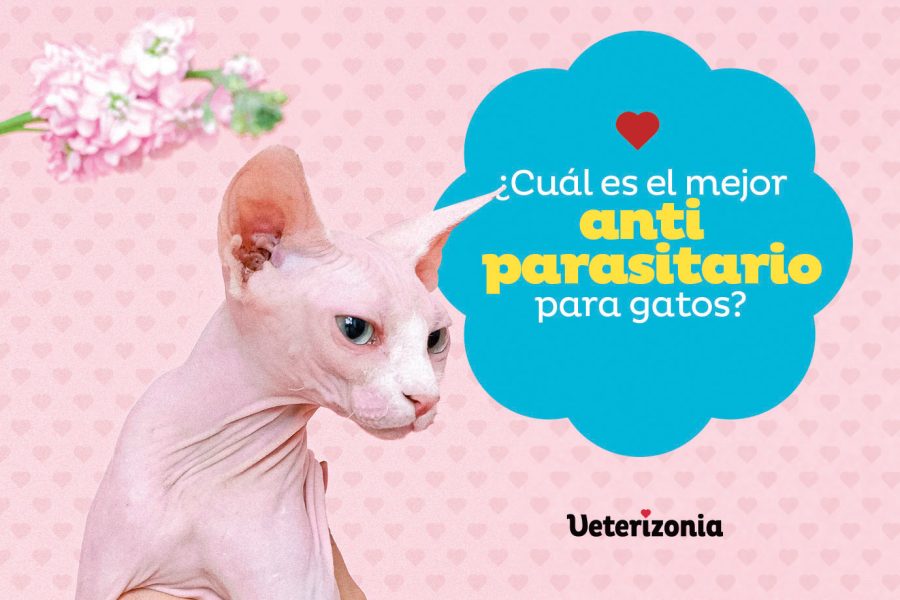 Mejor Antiparasitario para Gatos 2021