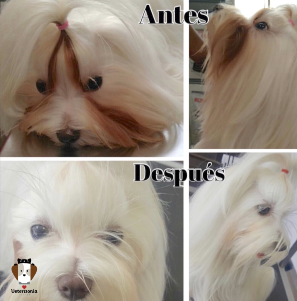 Tratamiento precoz con Angels Eyes y resultados antes y después. Tratamiento precoz con Angels Eyes y resultados antes y después.