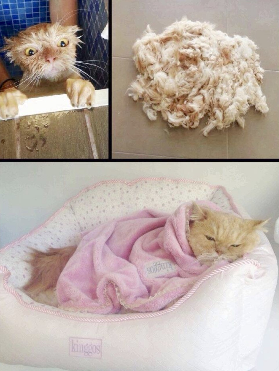 peluquería-para-gatos-valencia