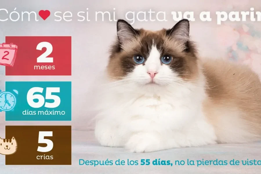 Gata embarazada