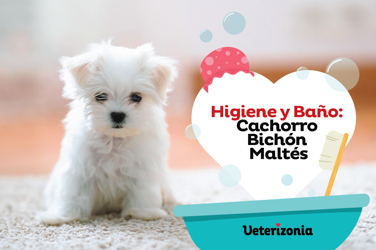 Baño Bichón Maltés