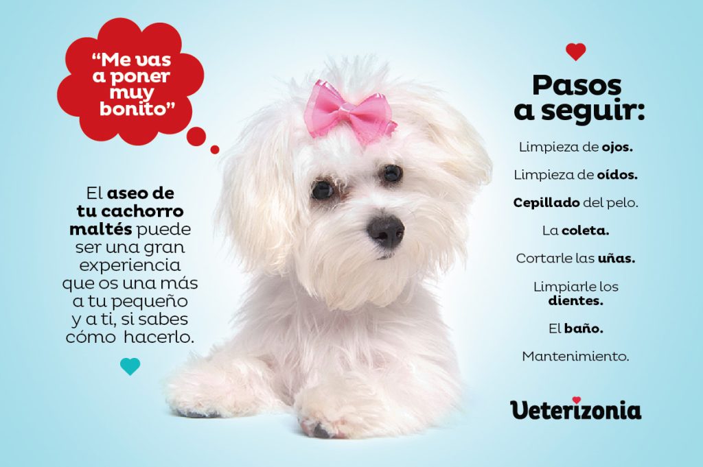 Aseo Bichón Maltés