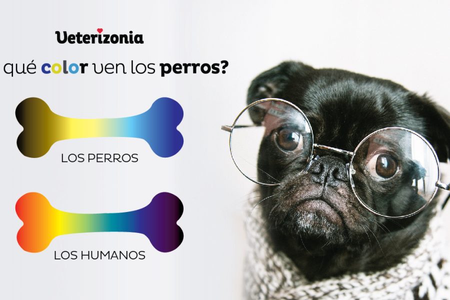 qué-colores-distinguen los perros