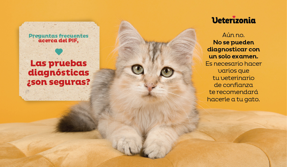 pif-gatos-clínica-veterinaria-veterizonia