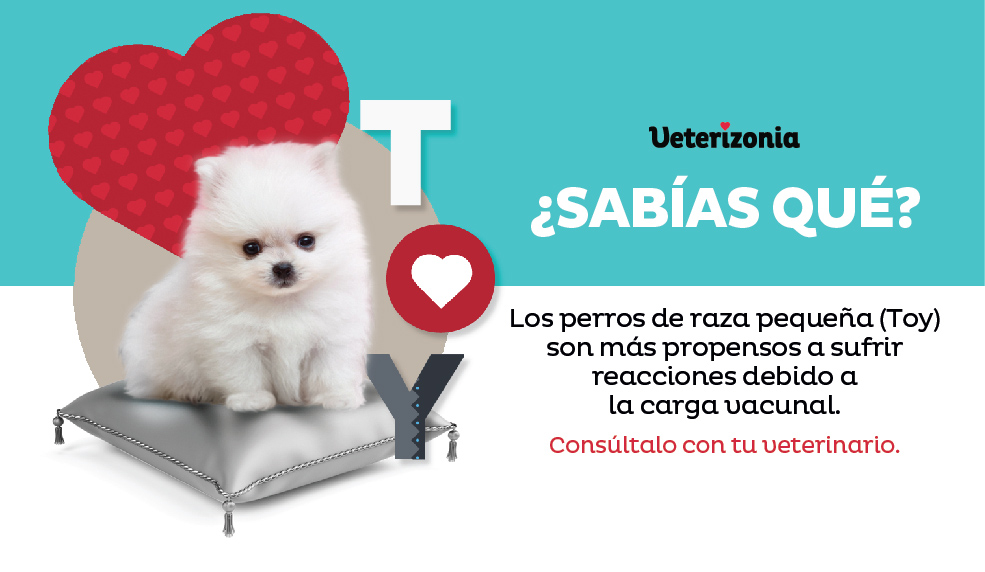 vacunación y desparasitación de cachorros