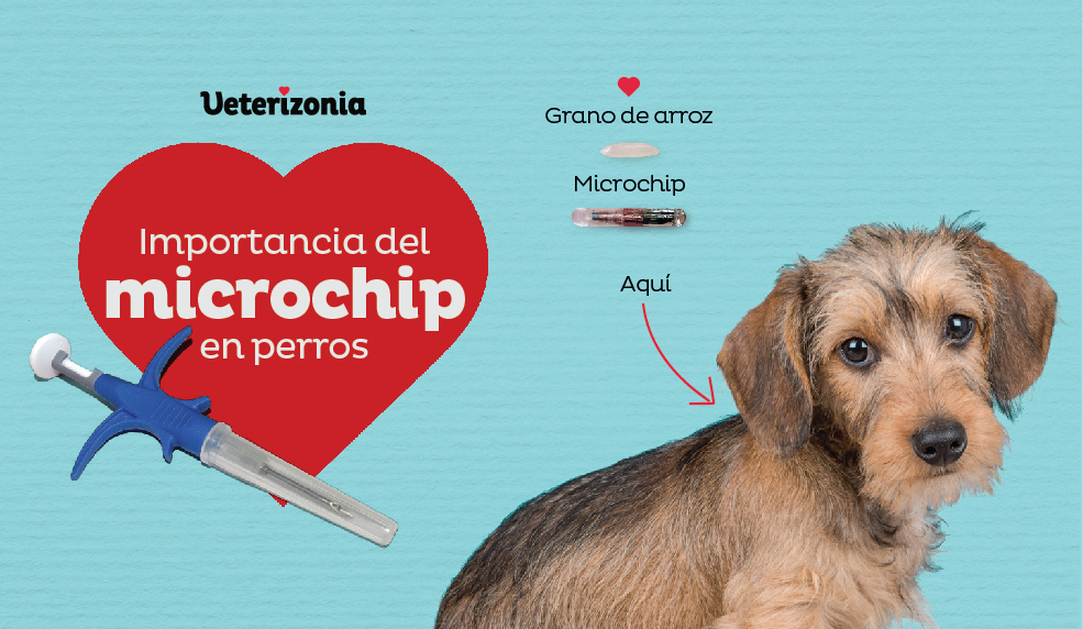 Vacunación para perros y marcaje con microchip Vacunación para perros y marcaje con microchip