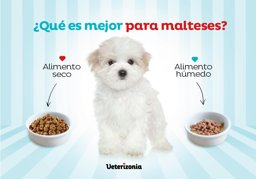 Alimentación Bichón Maltés Alimentación Bichón Maltés