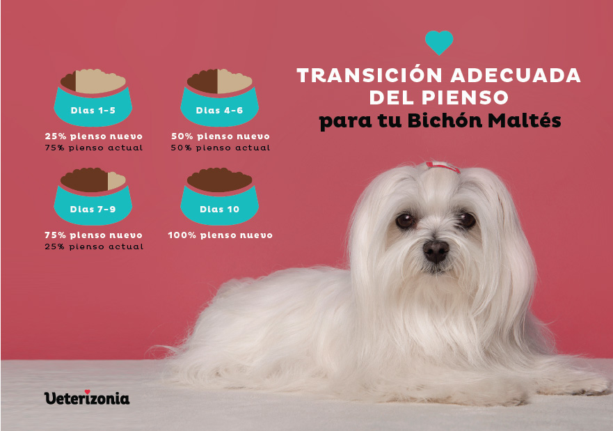Alimentación Bichón Maltés - Transición adecuada del pienso Alimentación Bichón Maltés - Transición adecuada del pienso