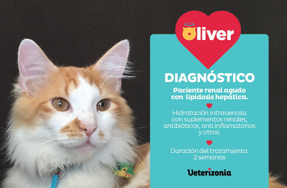 Insuficiencia Renal crónica y aguda en gatos