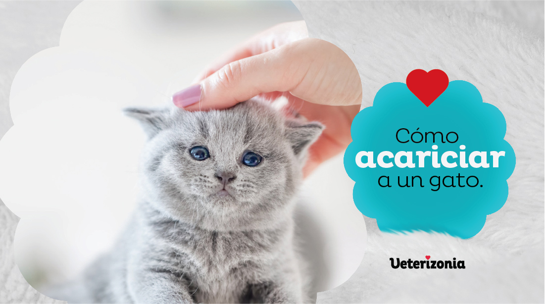 Como acariciar a un gato