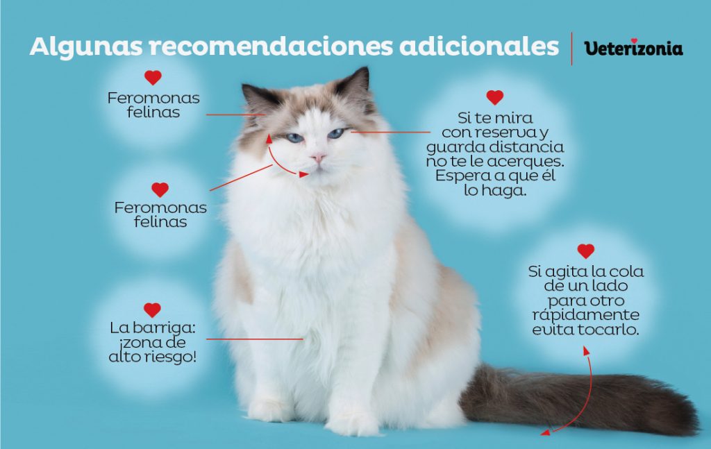 como acariciar a tu gato