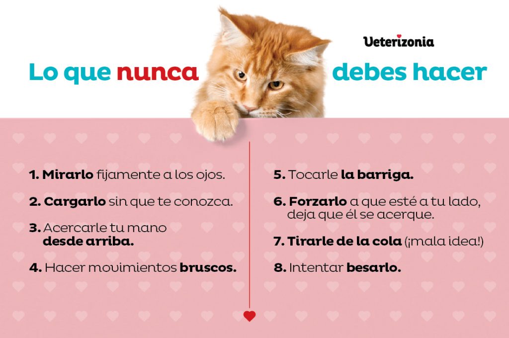 lo-que-nunca-debes-hacer-al-acariciar-a-un-gato
