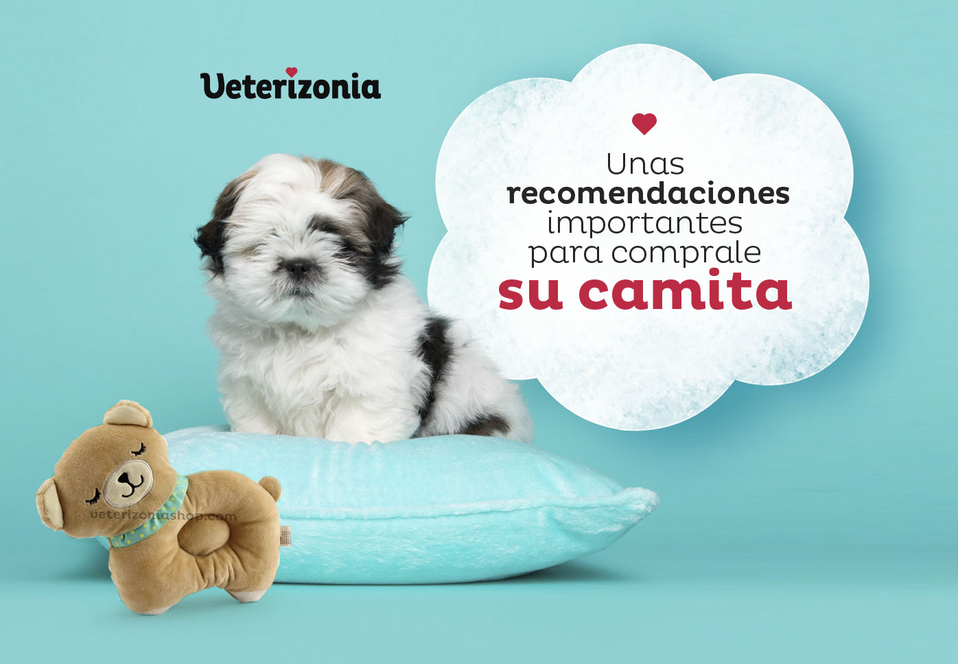 Claves para comprar camas para perros