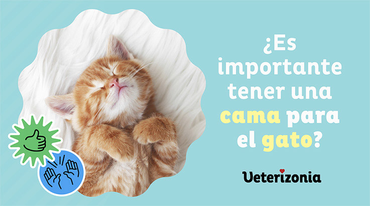 Es importante tener una cama para gatos