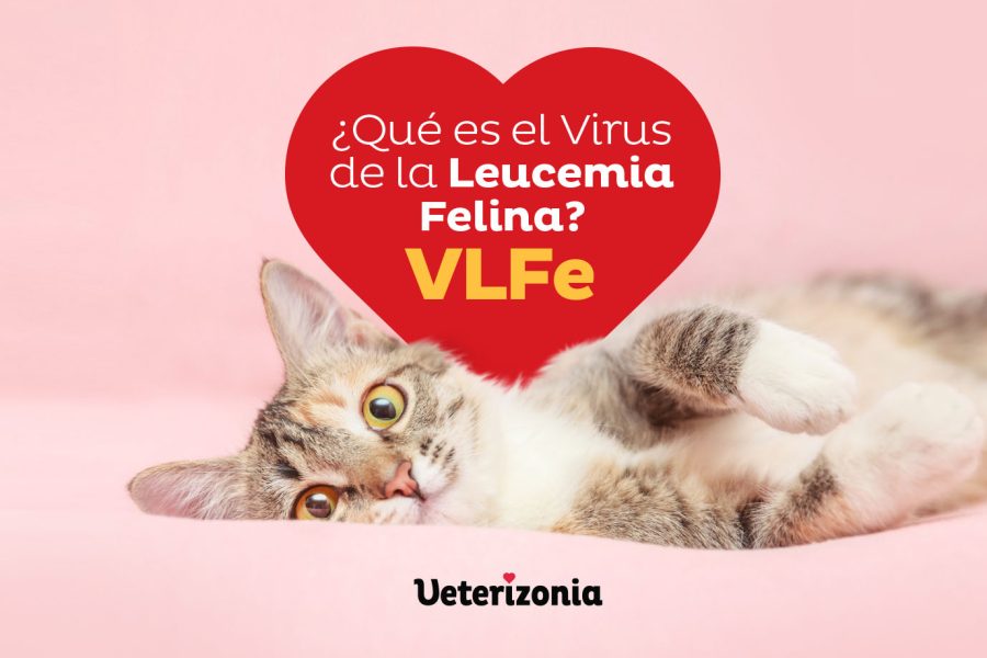 qué-es-el-virus-de-la-leucemia-felina