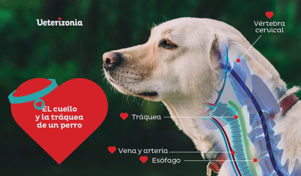 Collar para perros