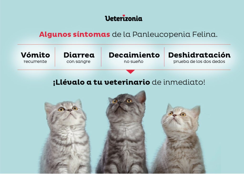 Sintomas visibles Panleucopenia Felina Veterizonia