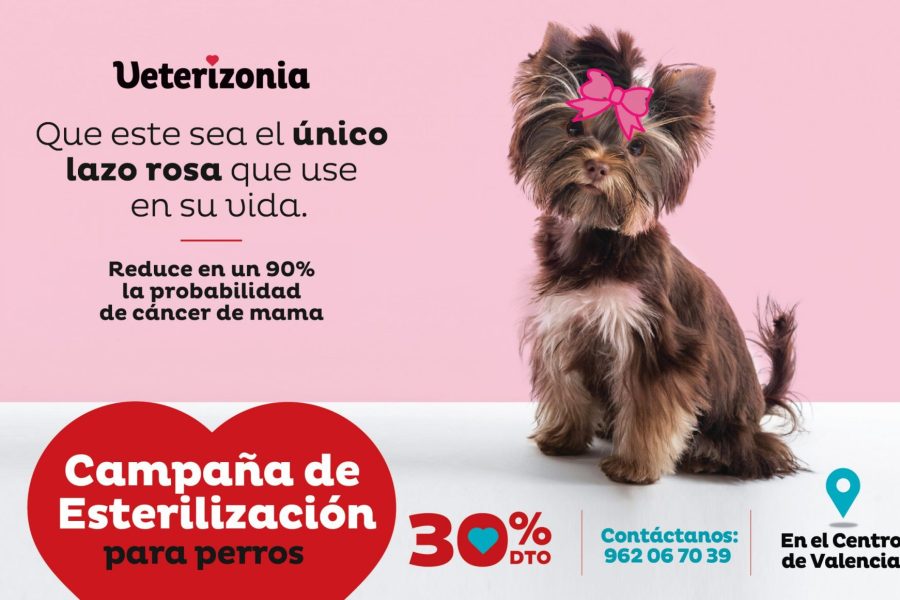 Castración Esterilizacion Perros Valencia