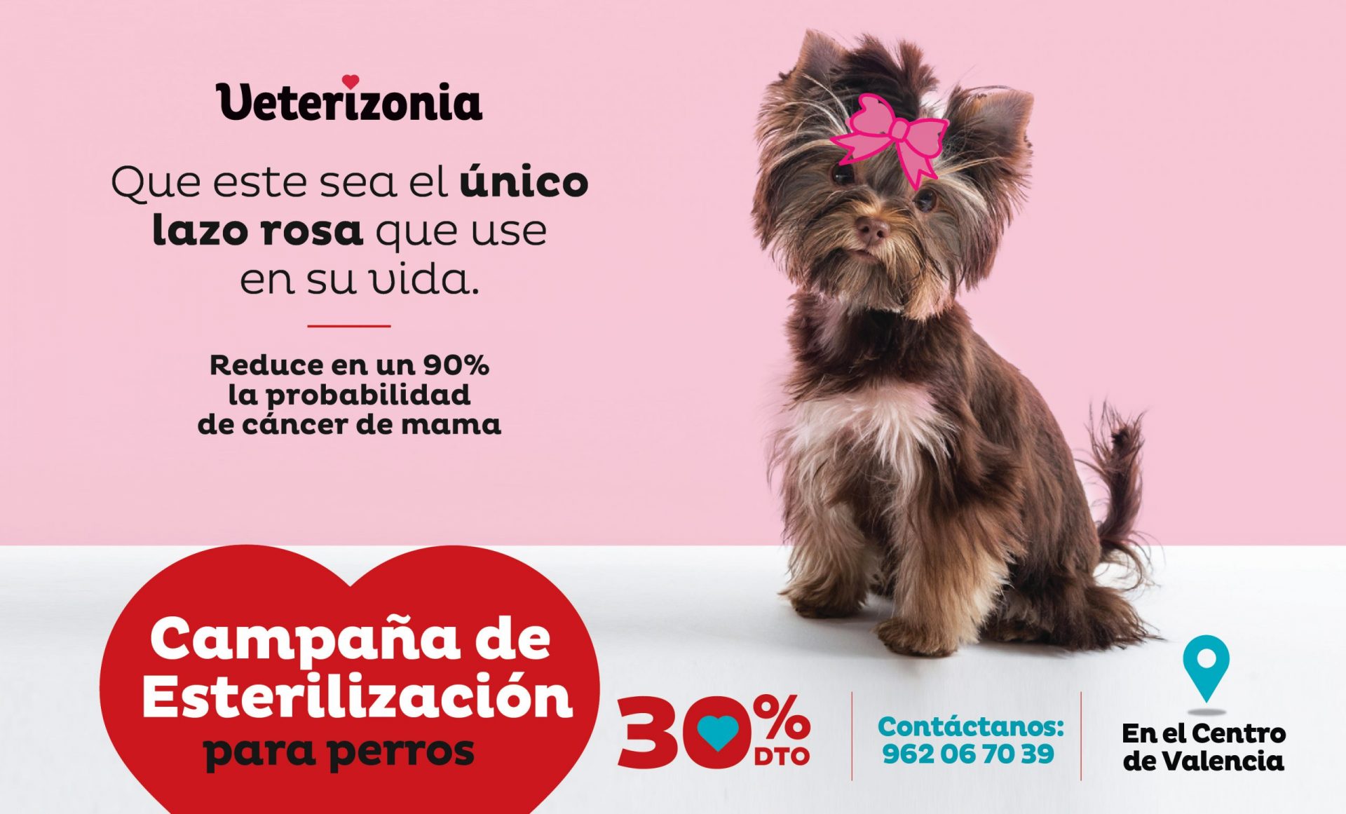 Castración Esterilizacion Perros Valencia