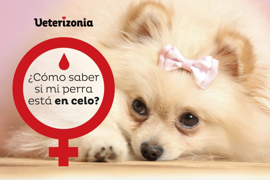 Perra en celo - Veterizonia