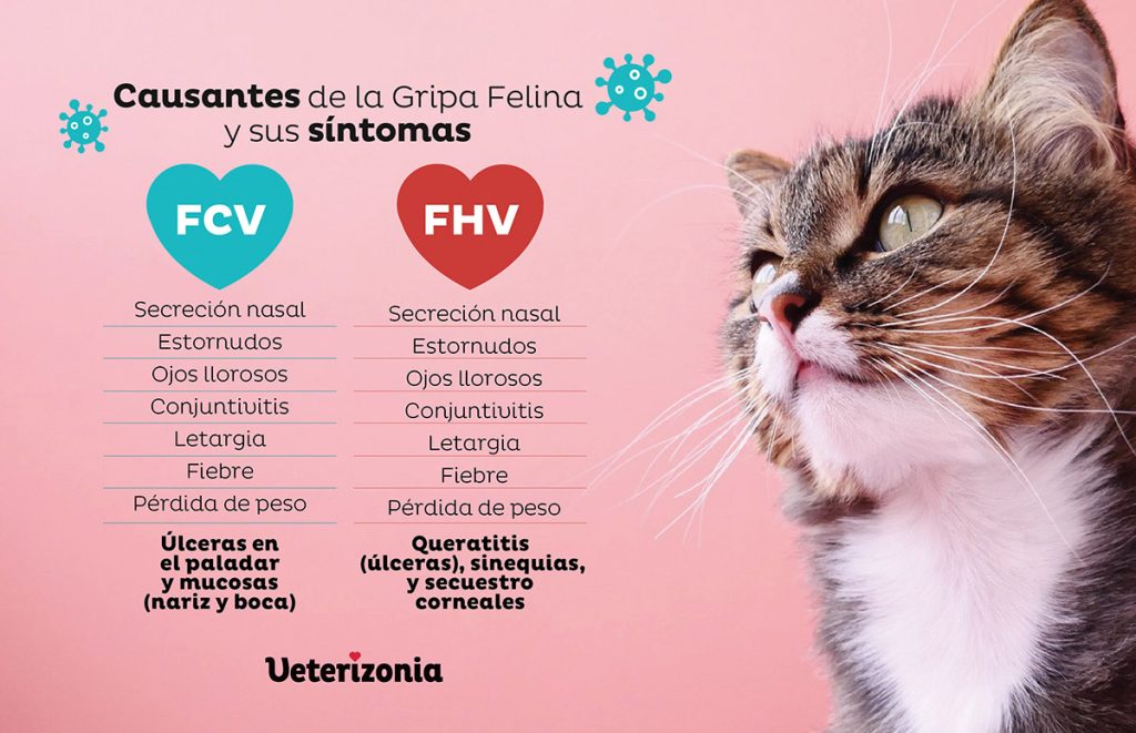 calicivirus y herpesvirus