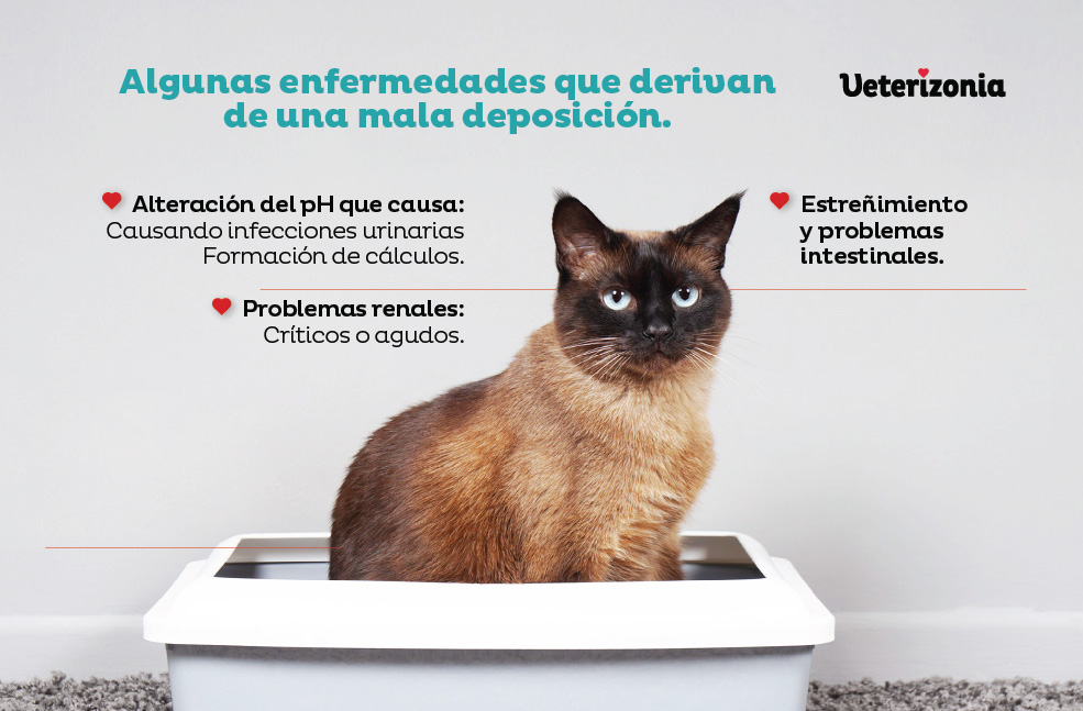 enfermedades urinarias y renales