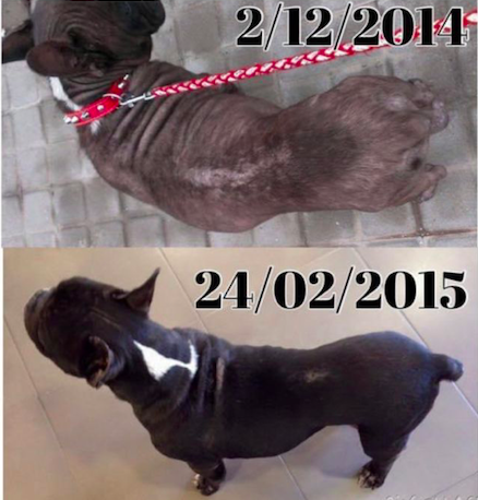 Perros que consiguen superar el Cushing Perros que consiguen superar el Cushing