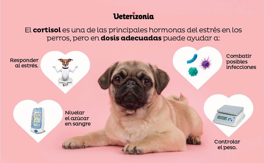 La enfermedad de Cushing o hipercortisolismo espontáneo se debe al aumento excesivo de la hormona cortisol en el organismo.