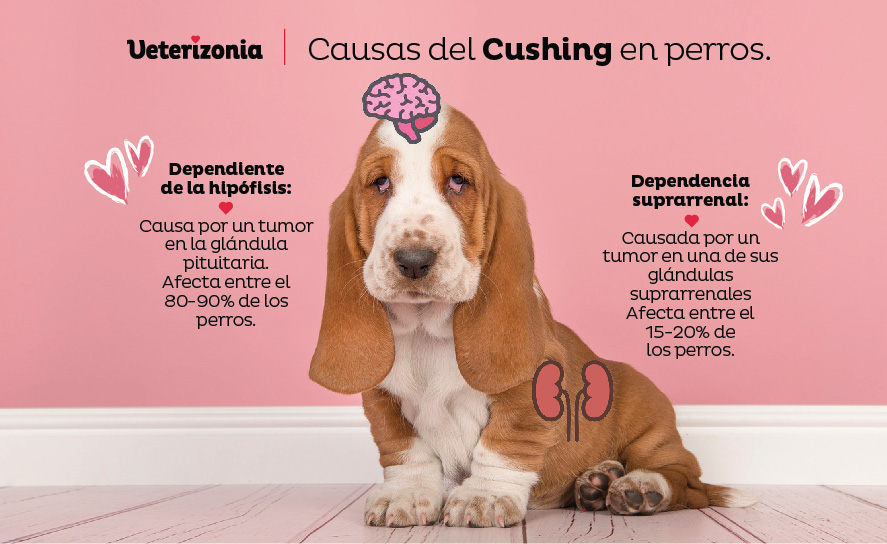 Causas del Síndrome de Cushing en perros Causas del Síndrome de Cushing en perros