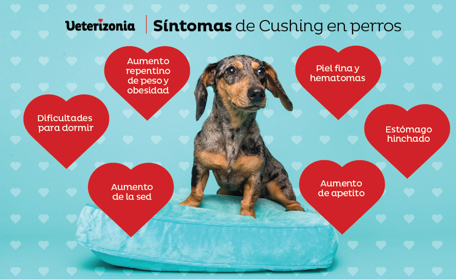 Síntomas del Síndrome de Cushing en perros Síntomas del Síndrome de Cushing en perros