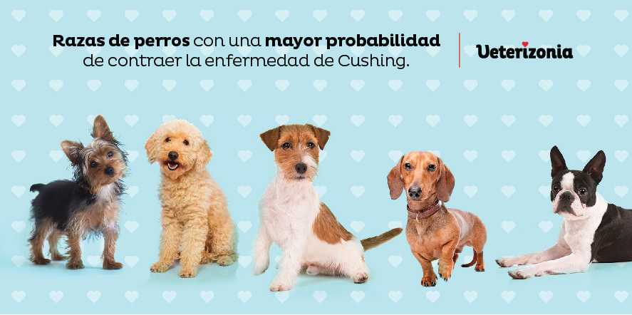 Probabilidad de manifestar el Síndrome de Cushing según raza y edad del perro Probabilidad de manifestar el Síndrome de Cushing según raza y edad del perro
