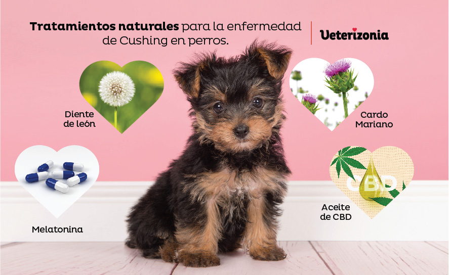 Tratamientos naturales para la enfermedad de Cushing en perros Tratamientos naturales para la enfermedad de Cushing en perros