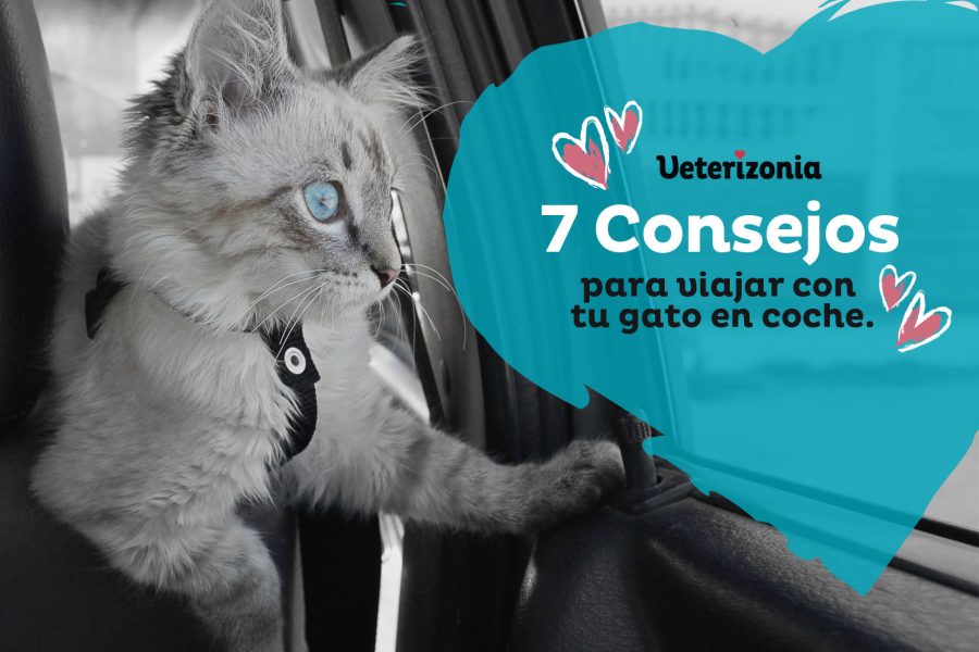 autos en coche