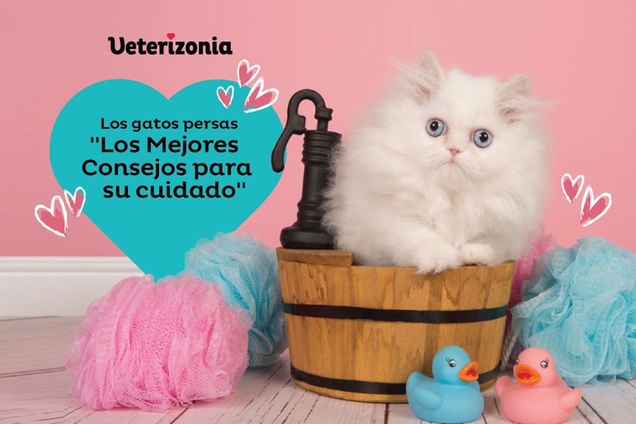 Gatos Persas