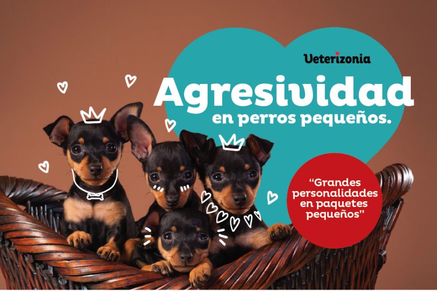 Agresividad en perros pequeños