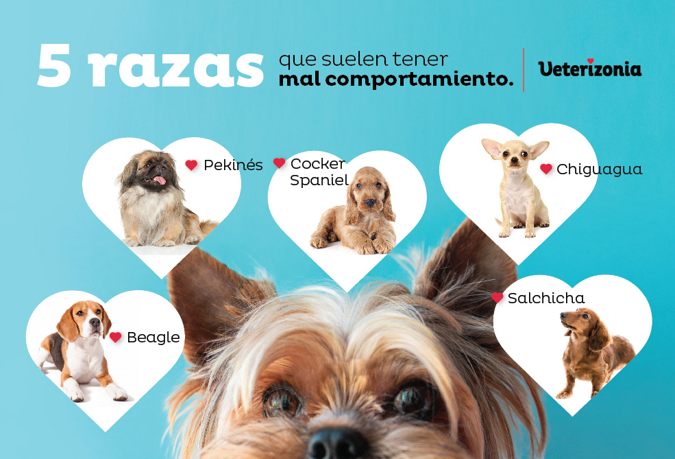 razas de perros pequeños más agresivos razas de perros pequeños más agresivos