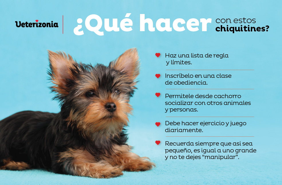 agresividad en perros pequeños agresividad en perros pequeños