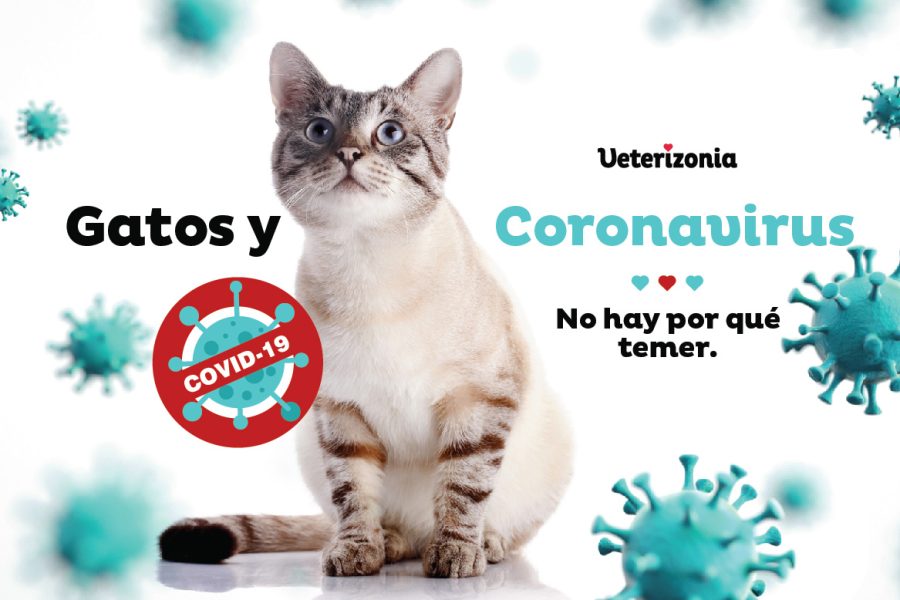 Gatos y Coronavirus.