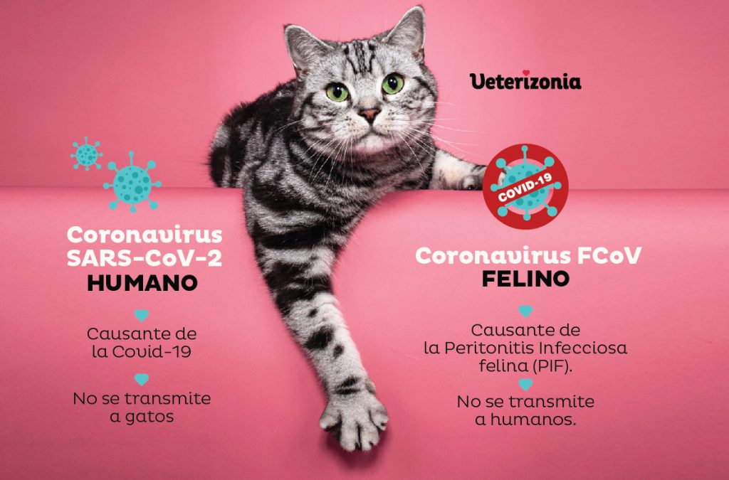 Diferencias entre coronavirus