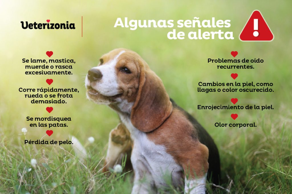 Inyección alergias