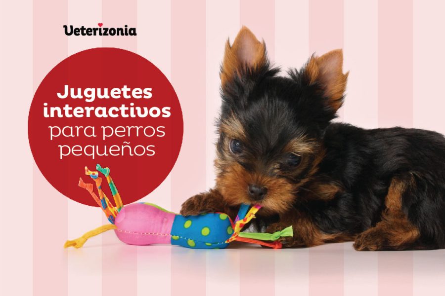 Juguetes interactivos
