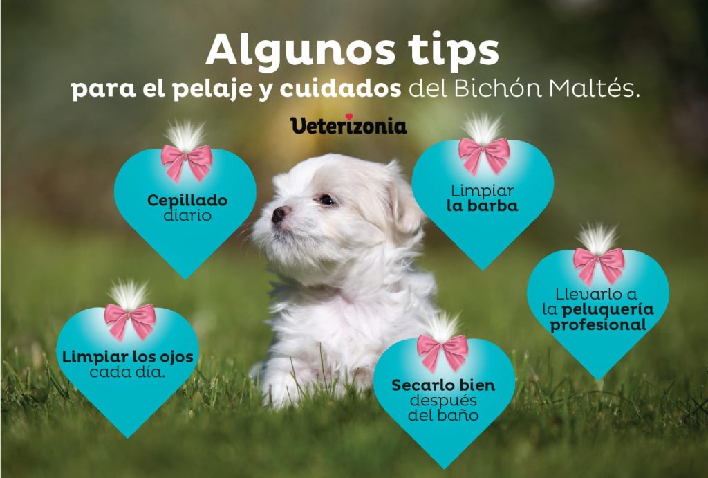 Bichón Maltés mini