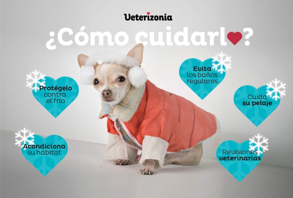 cuidados-de-perros-pequeños-en-invierno