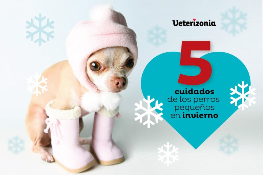 cuidados-de-perros-pequeños-en-invierno