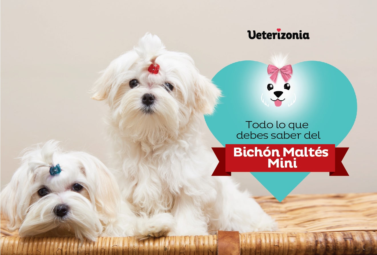 todo-lo-que-debes-saber-del-bichón-Maltés-Mini